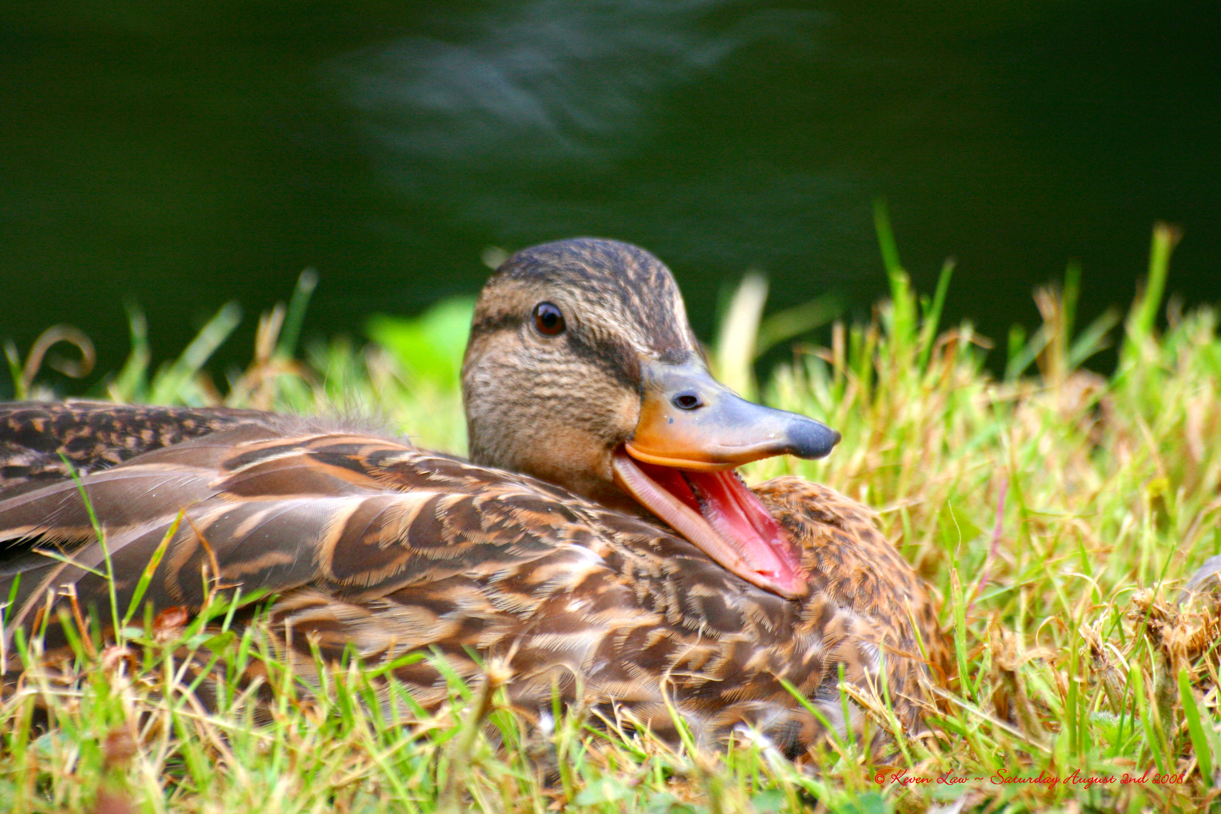 duck park