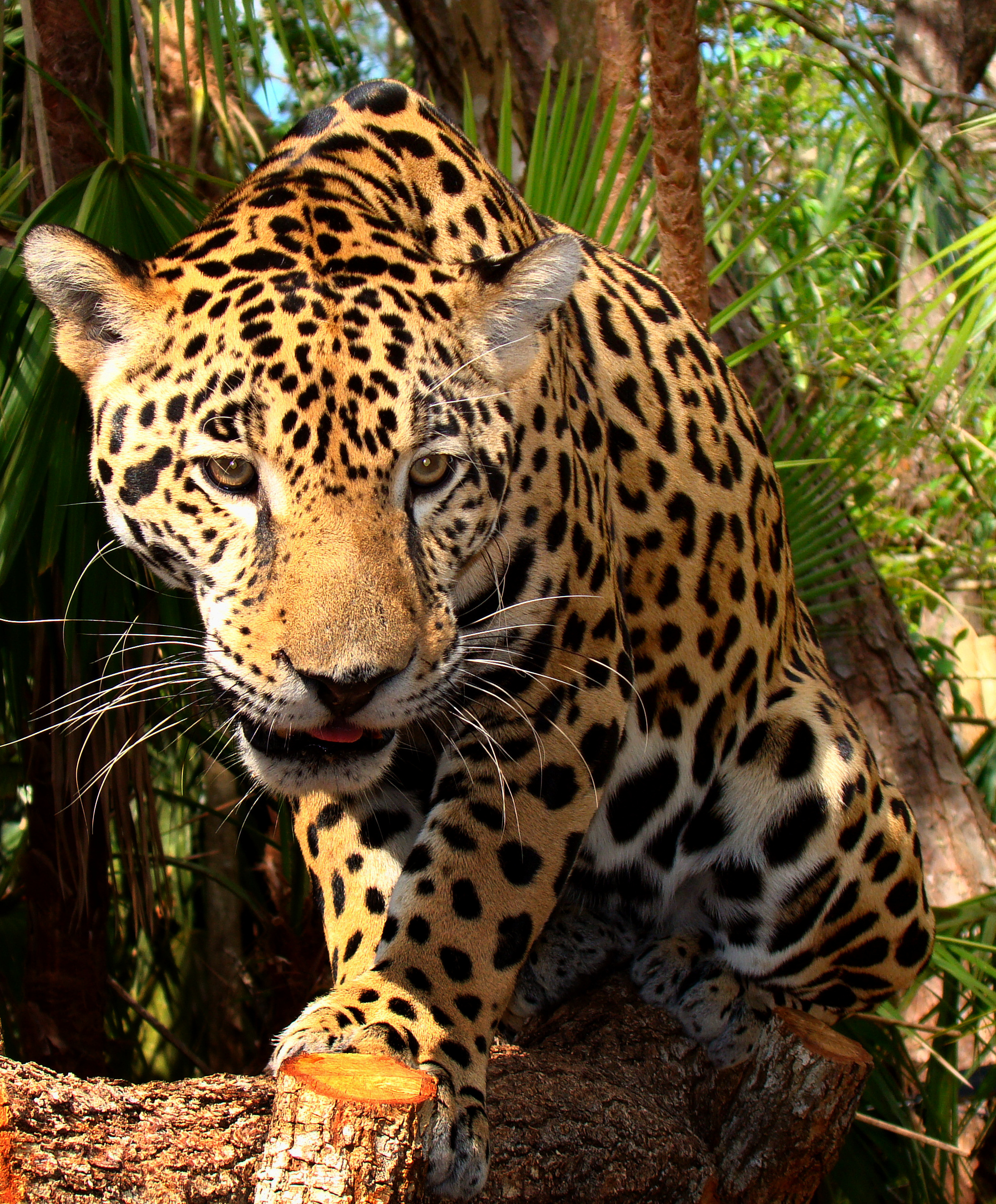 File:Junior-Jaguar-Belize-Zoo.jpg - Wikipedia