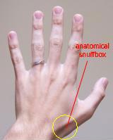 Anatomical-snuff-box.jpg