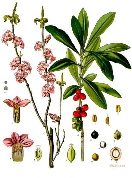 File:Daphne mezereum - Köhler–s Medizinal-Pflanzen-050.jpg