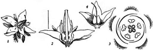 EB1911 Boraginaceae Fig. 3 Flower of Borage.jpg