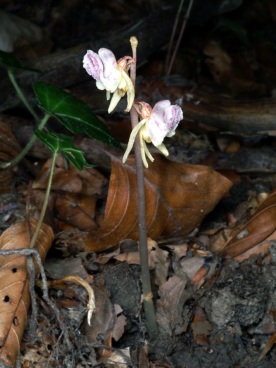 Epipogium aphyllum image