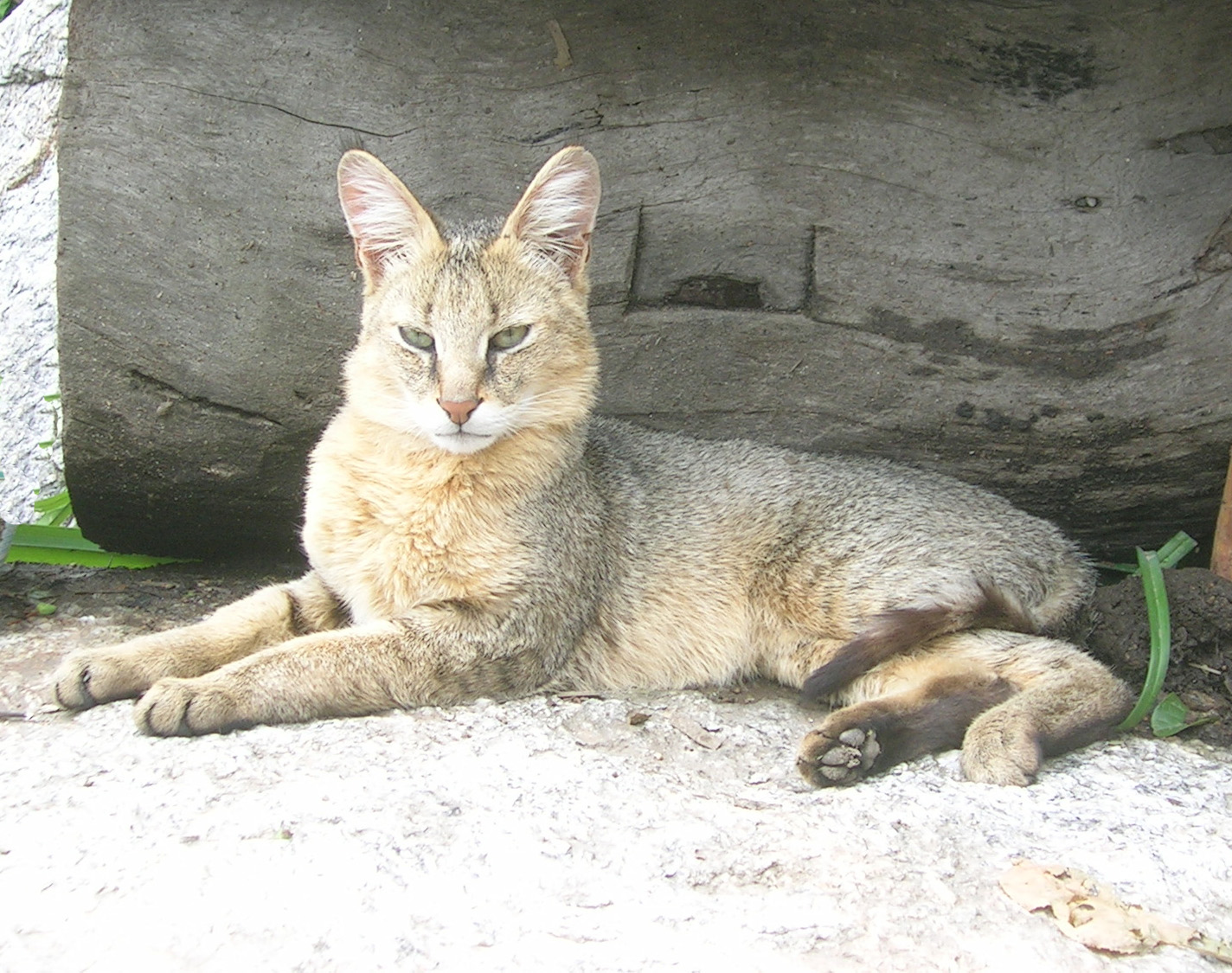 Jungle Cat, India