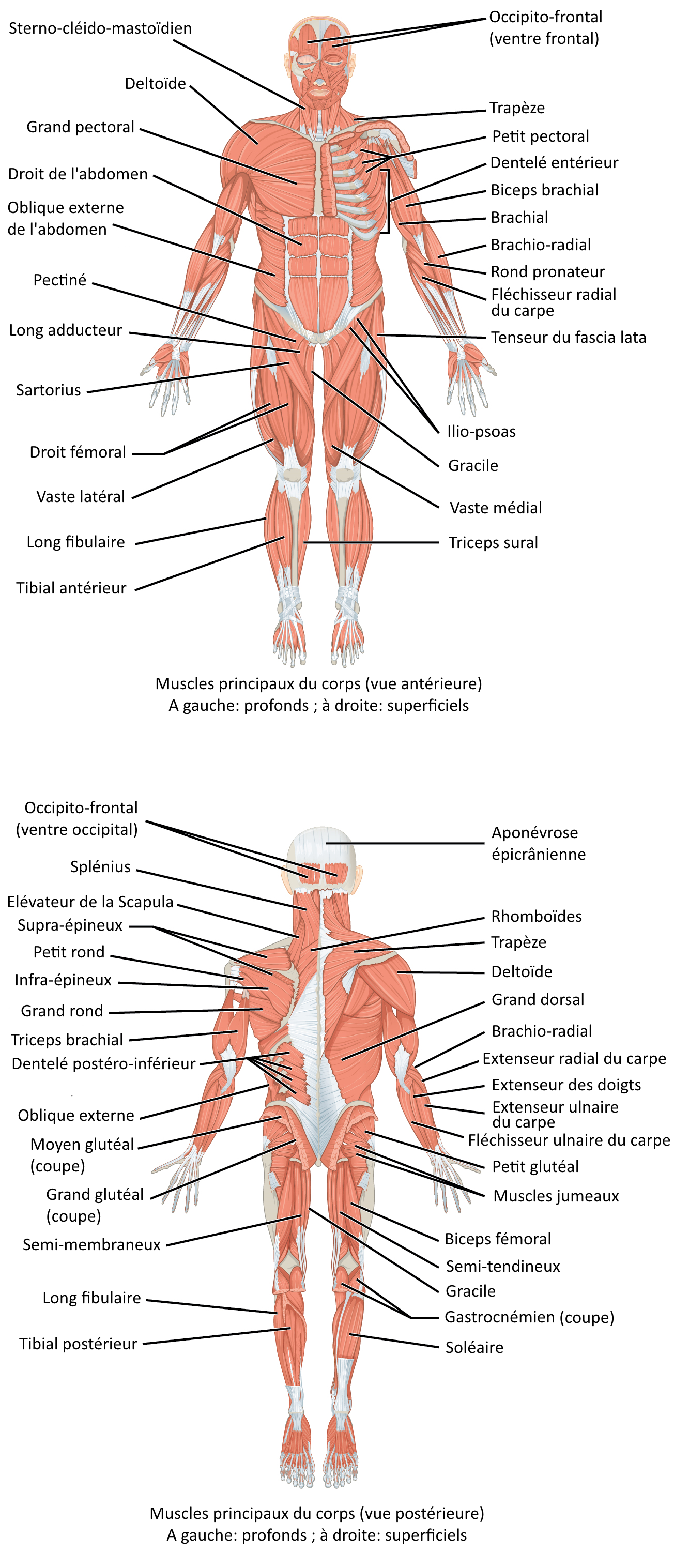 Liste des muscles du corps humain - Wikiwand