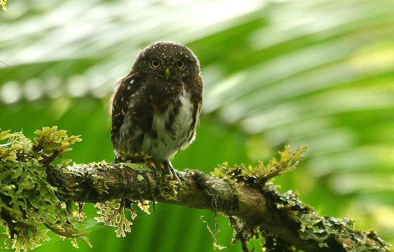 Ficheiro:Costa Rican Pygmy-owl (Glaucidium costaricanum) on branch.jpg