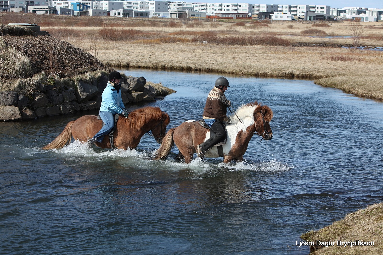 icelandic horses, islandpferde