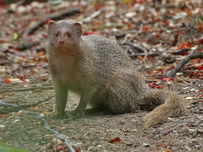 Indian Mongoose (Herpestes javanicus)- is it- at Hyderabad, AP W 101