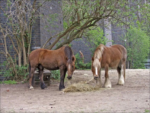 Ponies In The City