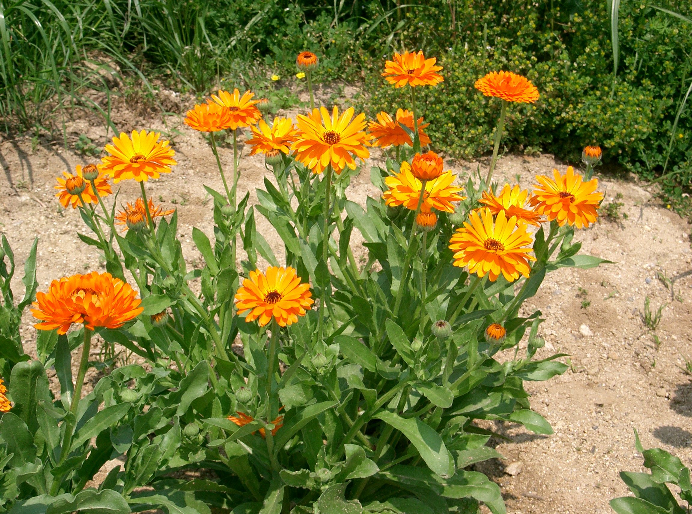 http://upload.wikimedia.org/wikipedia/commons/2/24/Calendula_officinalis3.jpg