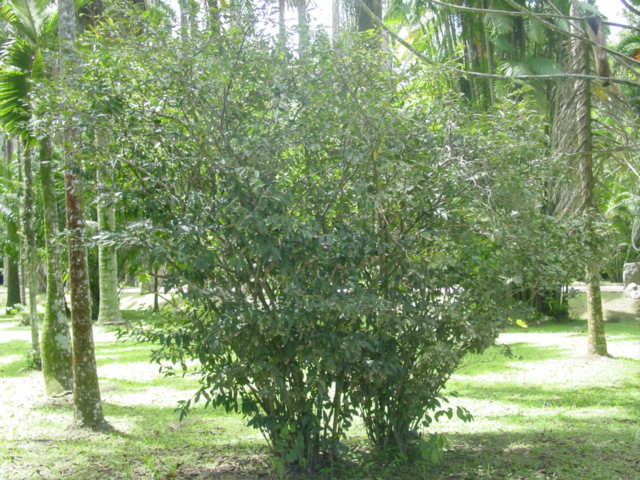 Ficheiro:Camellia sinensis-habito.jpg