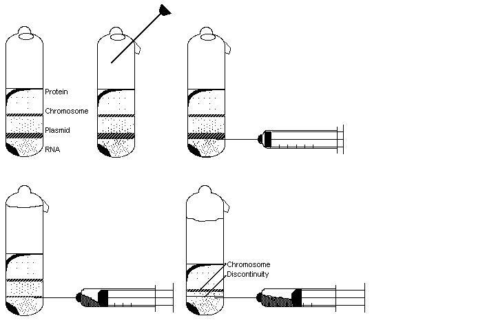 Collecting Fraction from a Cesium Chloride Density Gradient