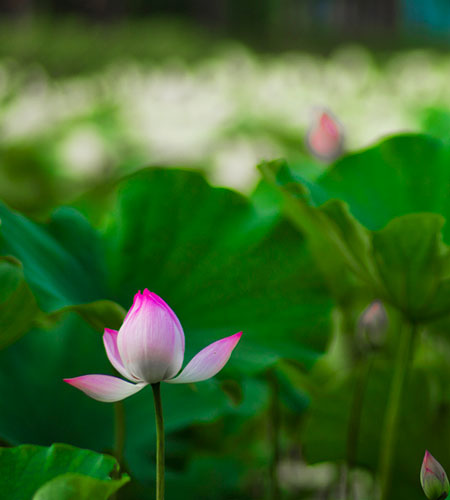 File:Lotus flower in china.jpg