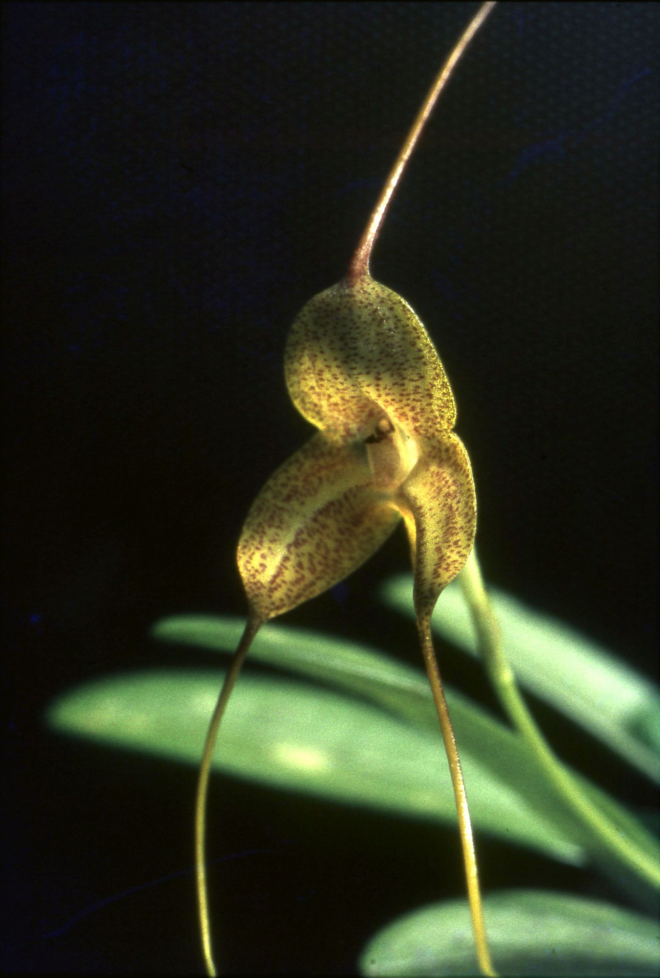 Masdevallia instar image