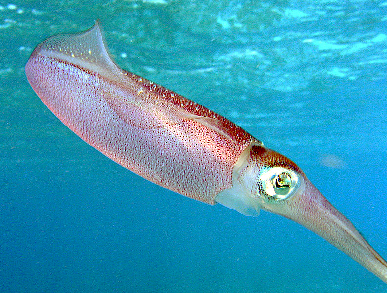 Squid Photo