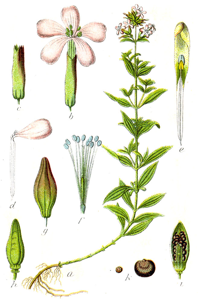 http://upload.wikimedia.org/wikipedia/commons/2/25/Caryophyllaceae_sp_Sturm25.jpg