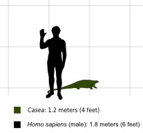 Comparaison de la taille de Casea broilii estimée à 1,2 m de longueur avec celle d’un humain mesurant 1,80 m.