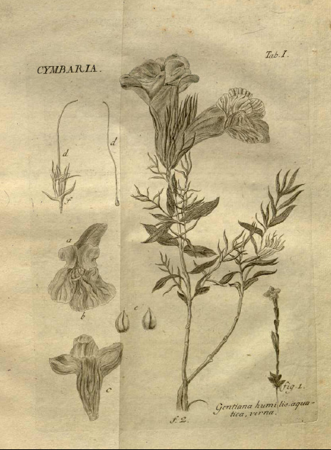 Gentianaceae image