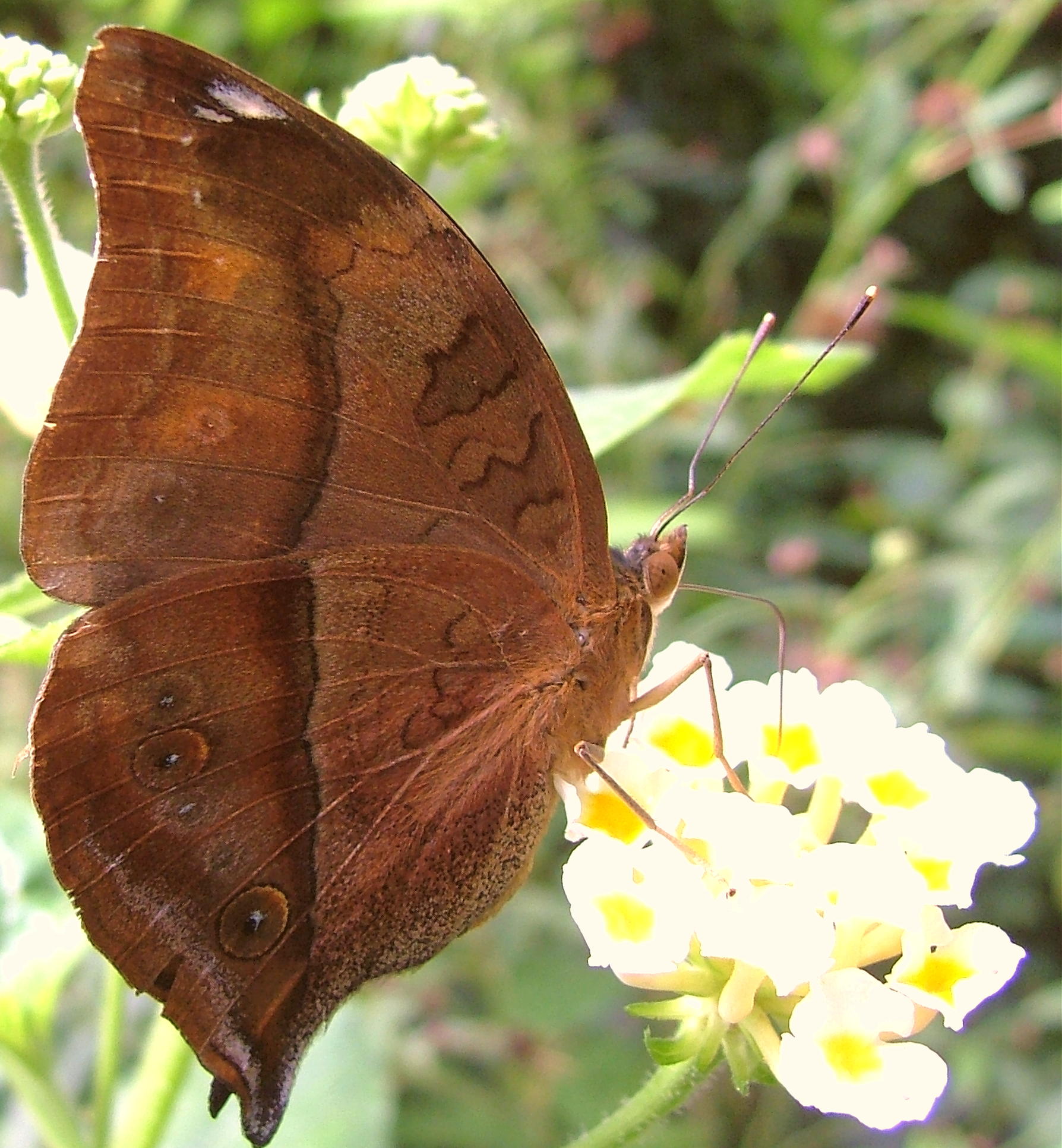 Autumn Leaf Butterfly