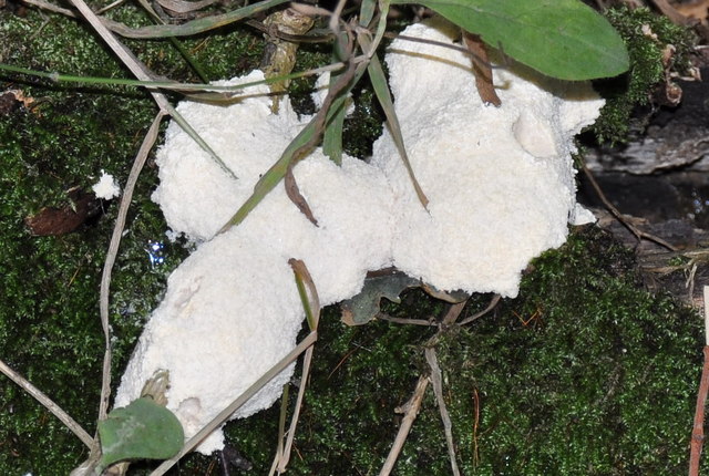 Enteridium Lycoperdon