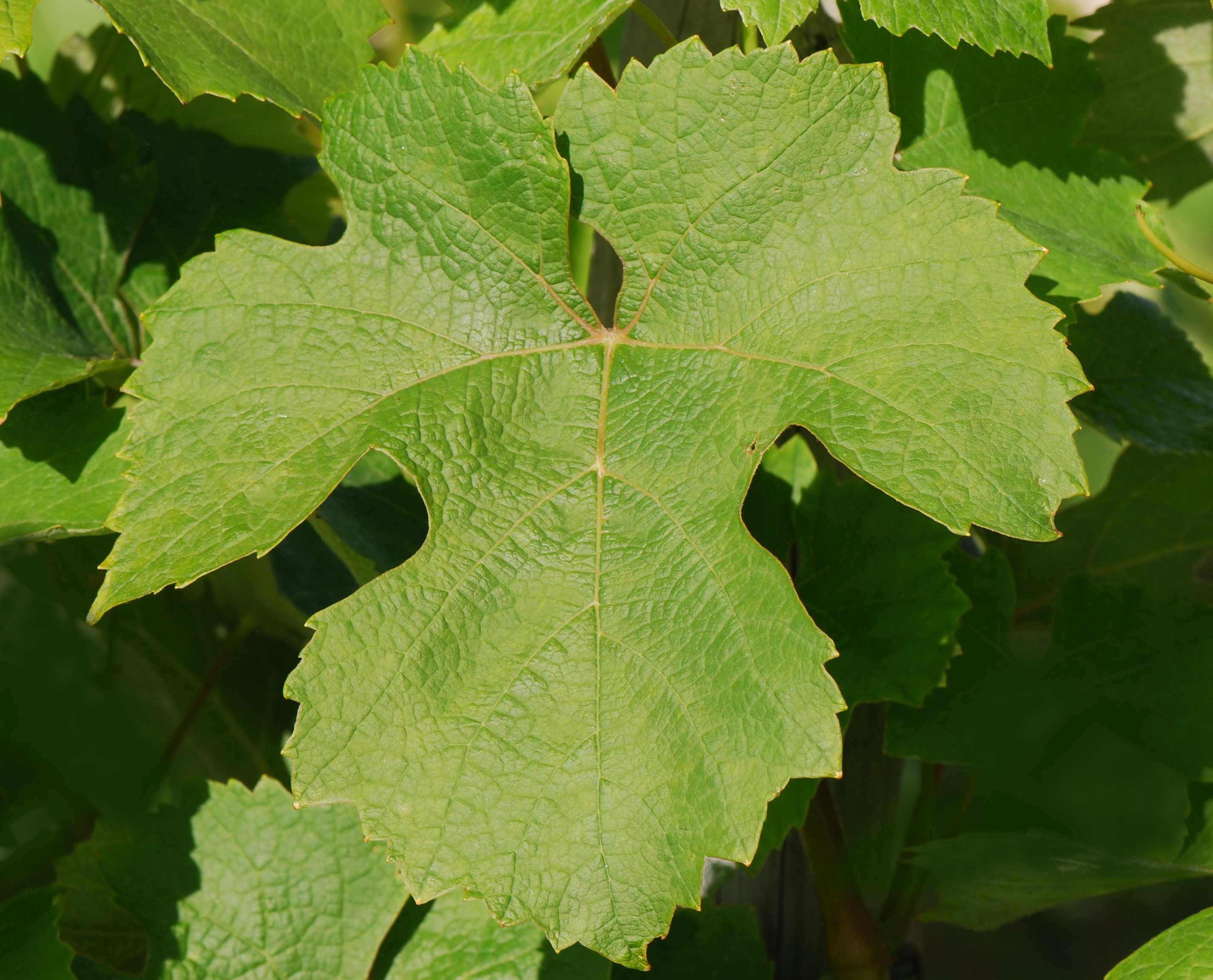 Description Folle blanche feuille.jpg