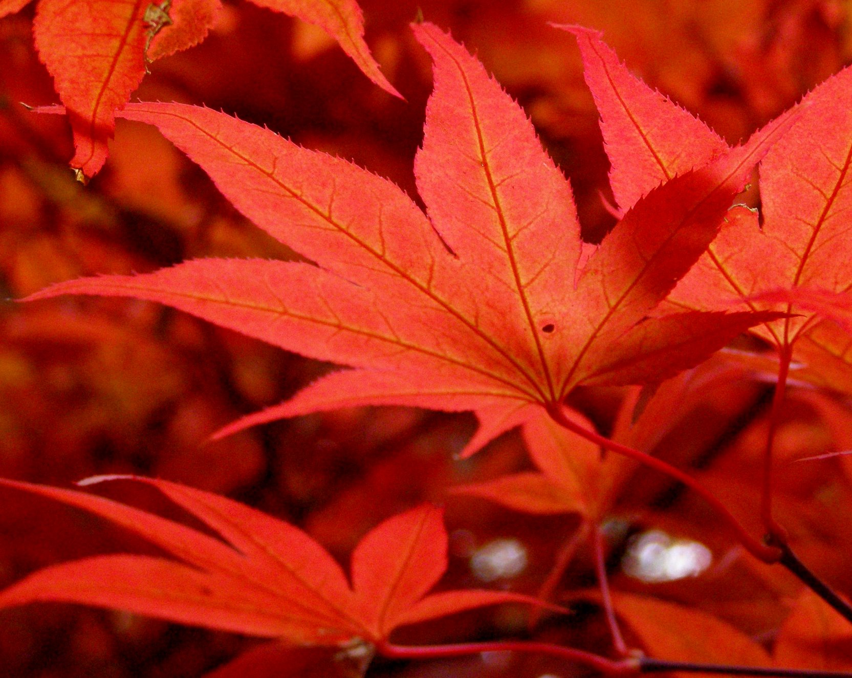 File:Maple leaves in October 2009.jpg - Wikimedia Commons
