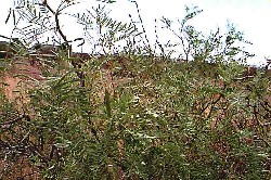 Mizquitl Prosopis juliflora