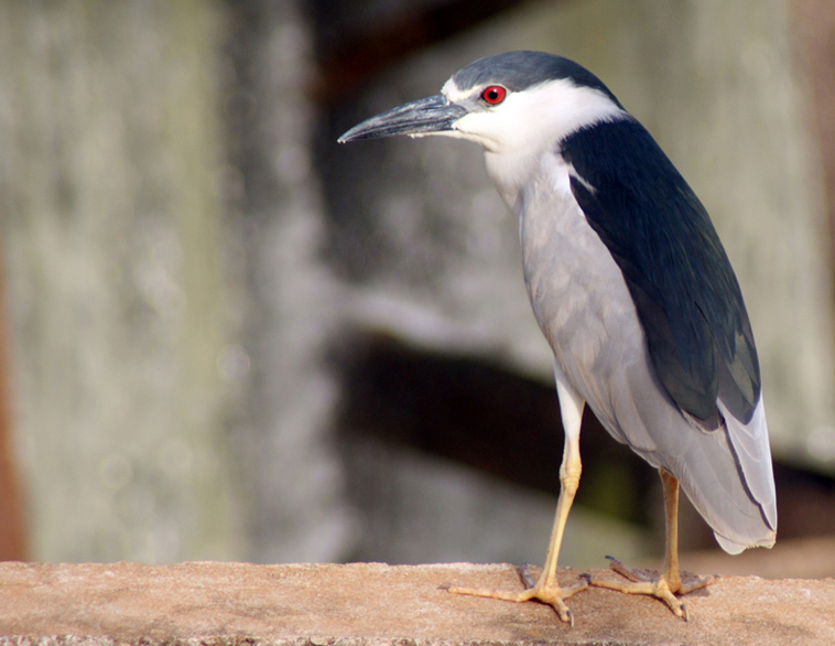 Ficheiro:Night Heron REFON.jpg