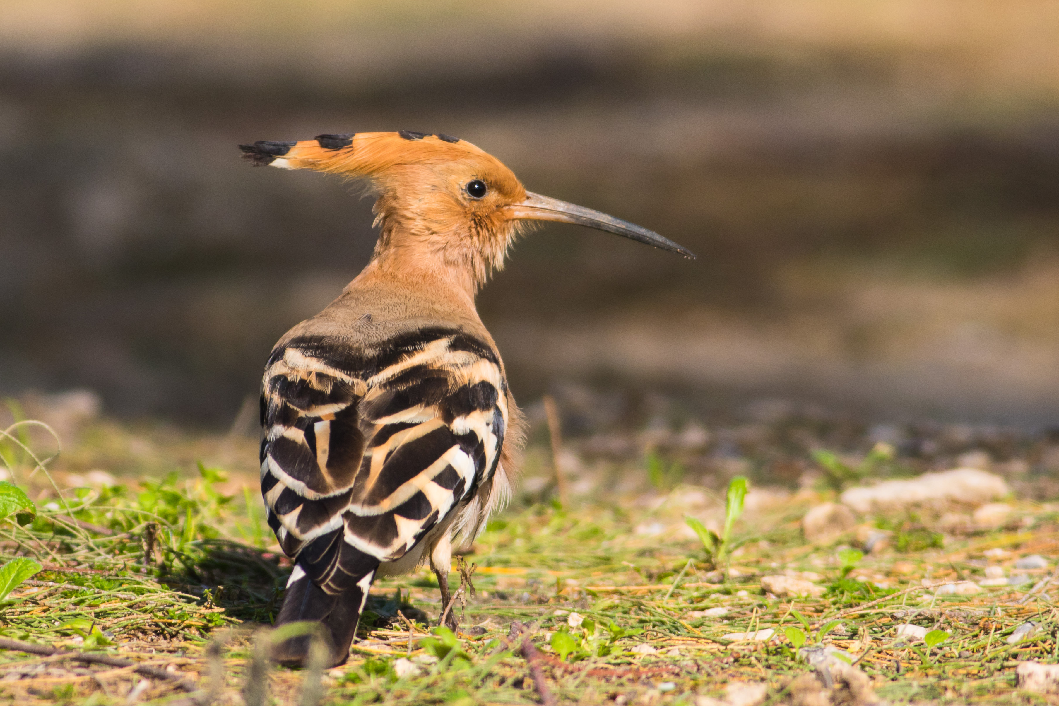     Hoopoe