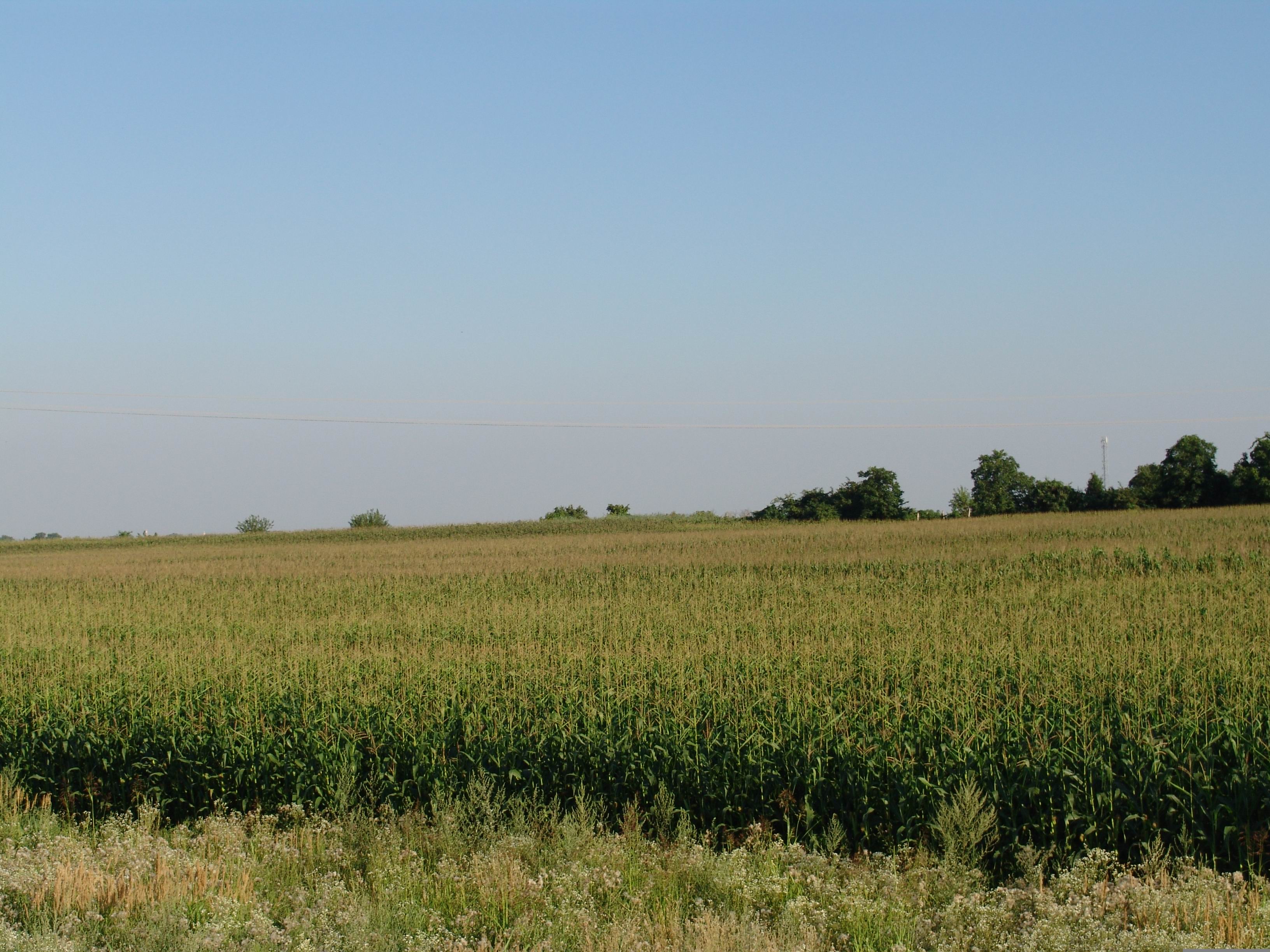 corn field picture