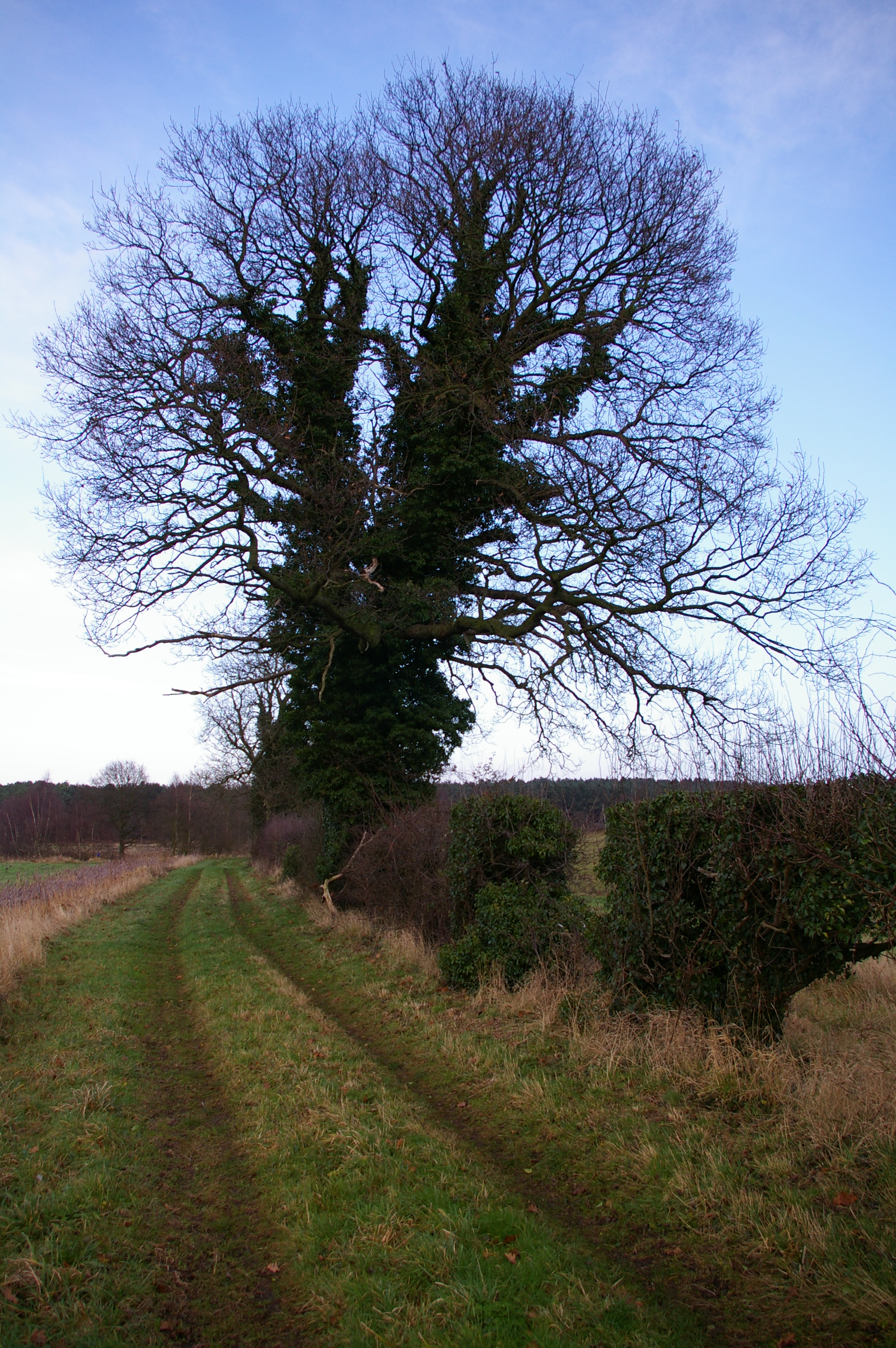 Ivy Covered Tree