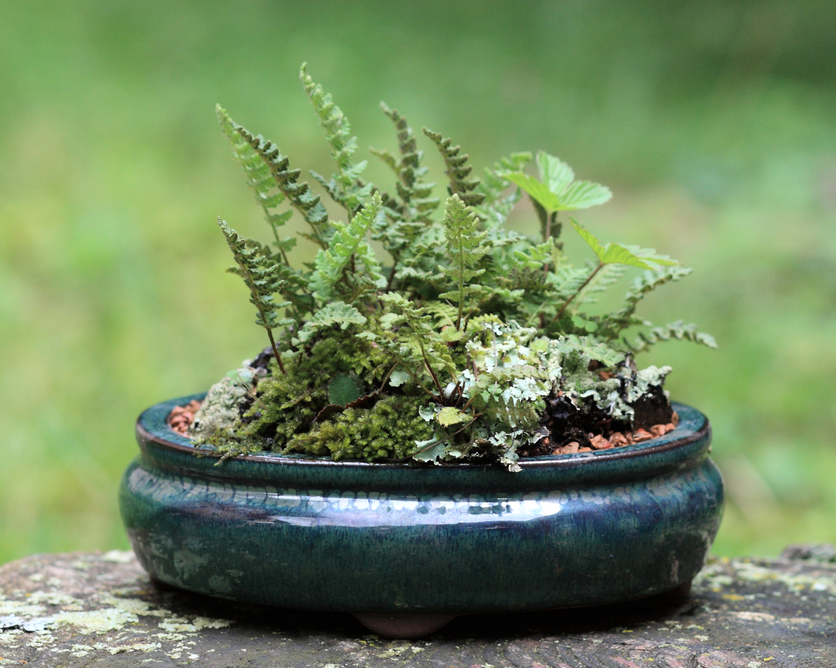 KUSAMONO BONSAI Kusamono_with_fern_and_strawberry,_side_view,_4_July_2009