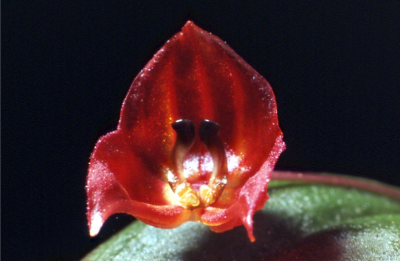 Lepanthes lucifer image