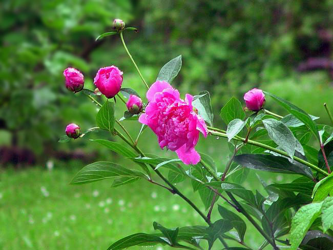 Paeonia officinalis