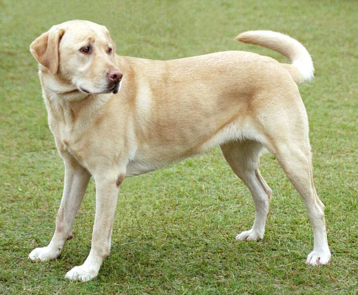 Labrador Retriever - Wikipedia, the free encyclopedia