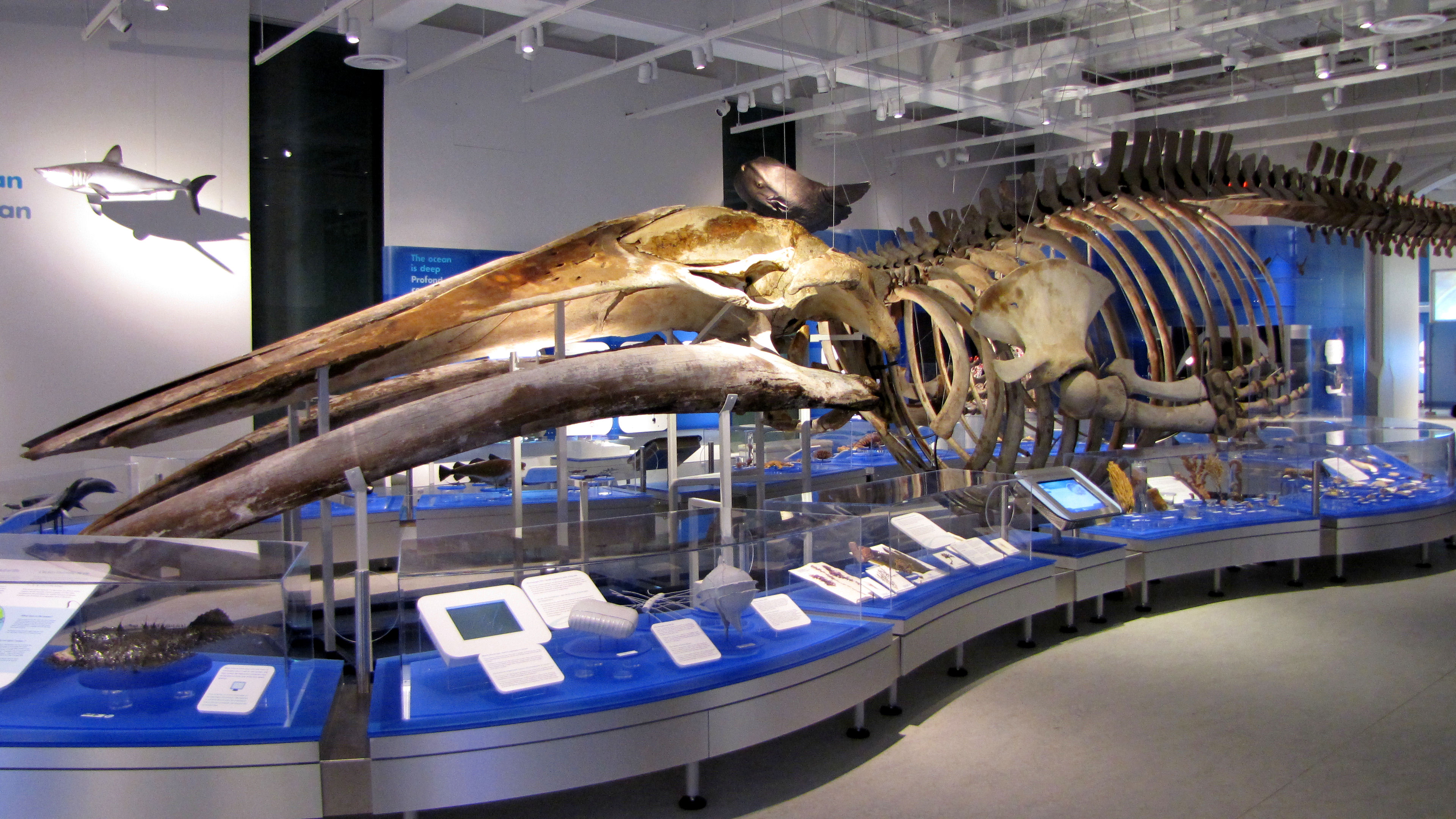 Blue_Whale_skeleton,_Canadian_Museum_of_Nature.jpg