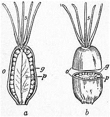 EB1911 Caryophyllaceae Fig. 3. Pistil of Cerastium hirsutum.jpg