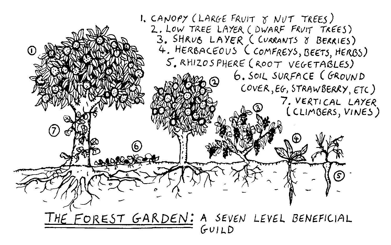 food forest diagram