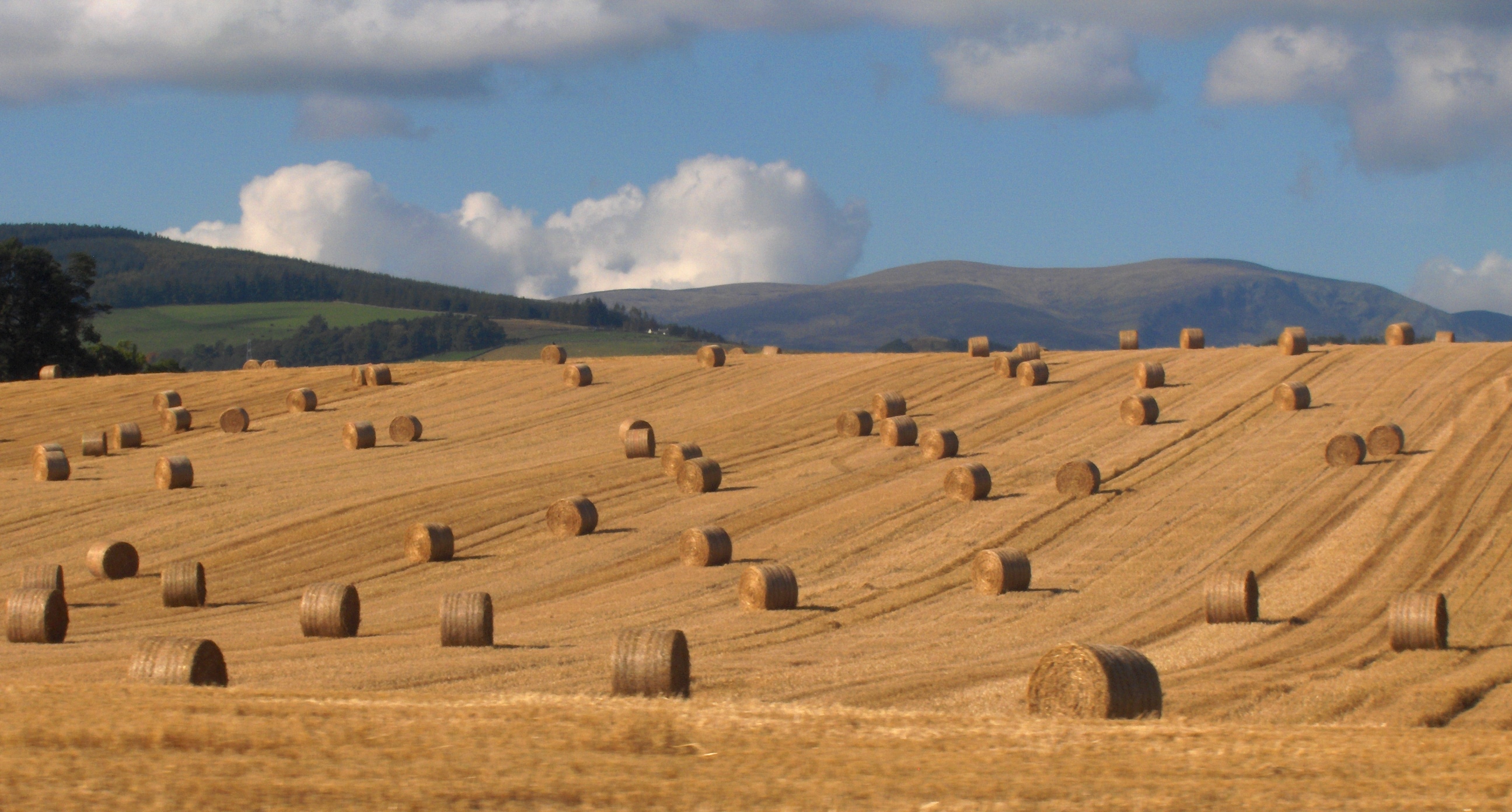 Round_straw_bales_in_a_field.jpg