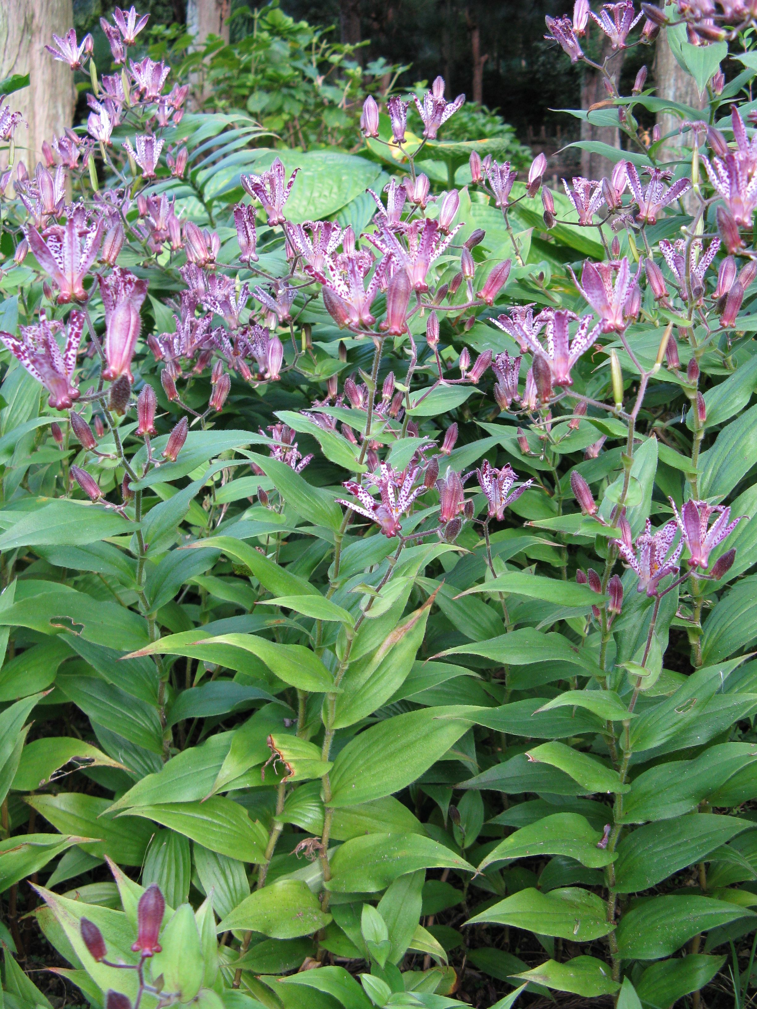 tricyrtis sinonome