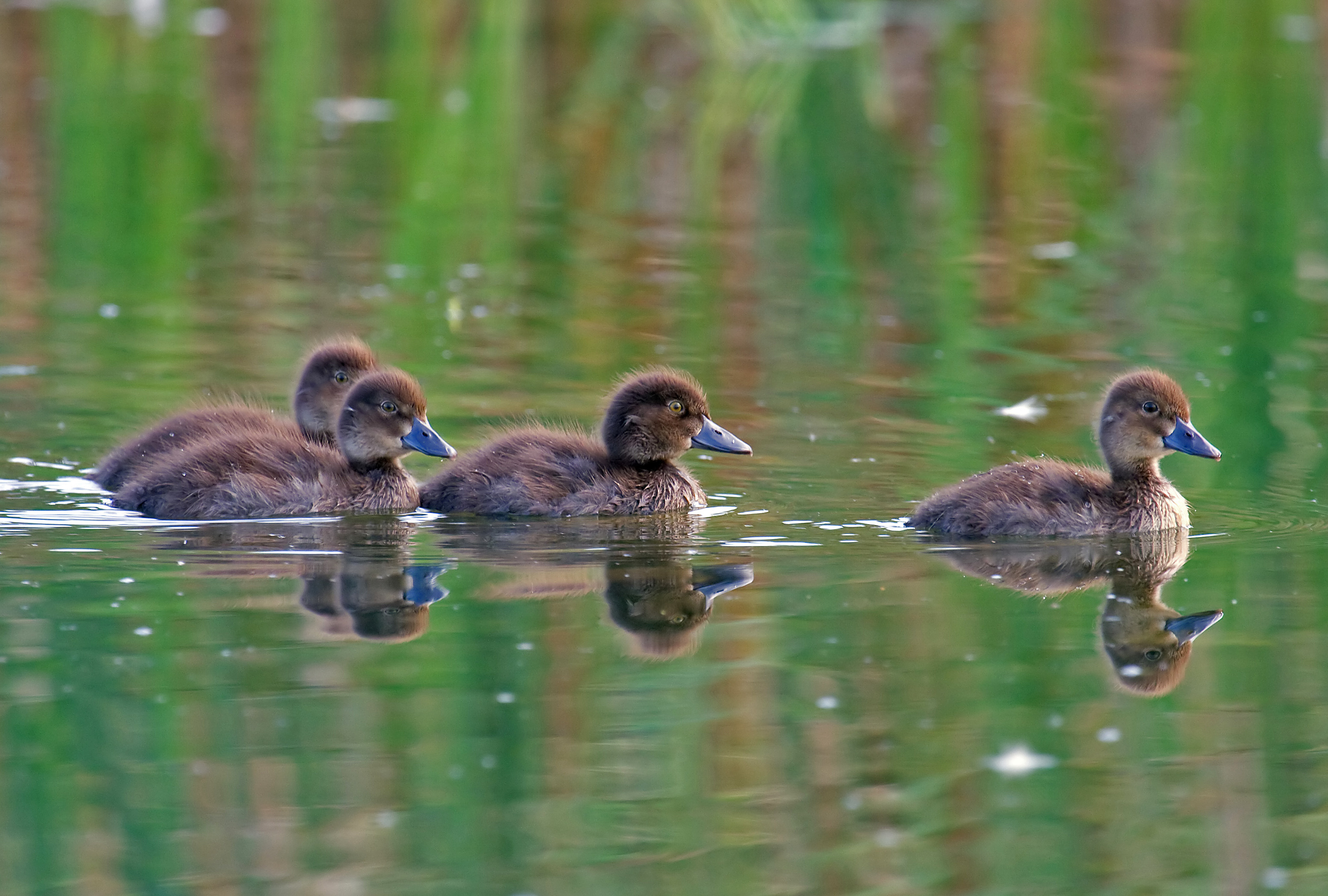 Tufted duck ducklings
