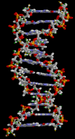 The structure of DNA. The Jewish X-ray crystallographer, Rosalind Franklin, made a crucial contribution to the discovery of DNA's structure, when she discovered its double helix structure with a backbone consisting of phosphate groups ADN animation (no animated).png