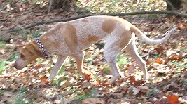 Image illustrative de l’article English Coonhound