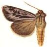 Agrotis arenivolans