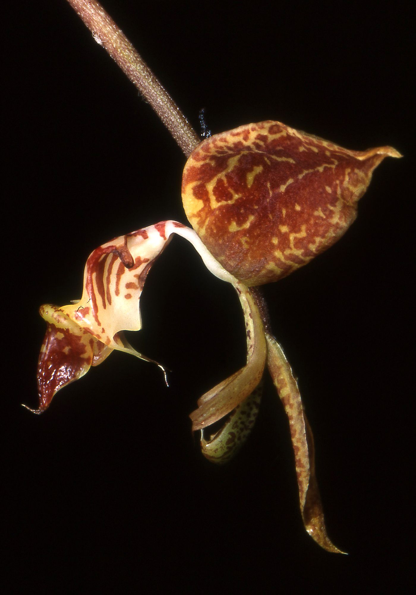 Gongora rufescens image