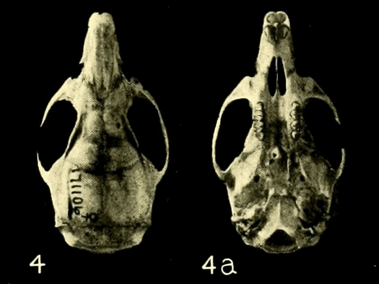 Melanomys caliginosus skull Goldman.png