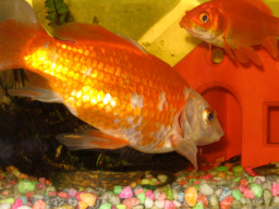 English: 2 goldfish in a tank