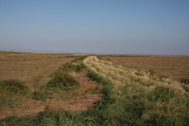 Bund_in_the_marsh_-_geograph.org.uk_-_599653.jpg