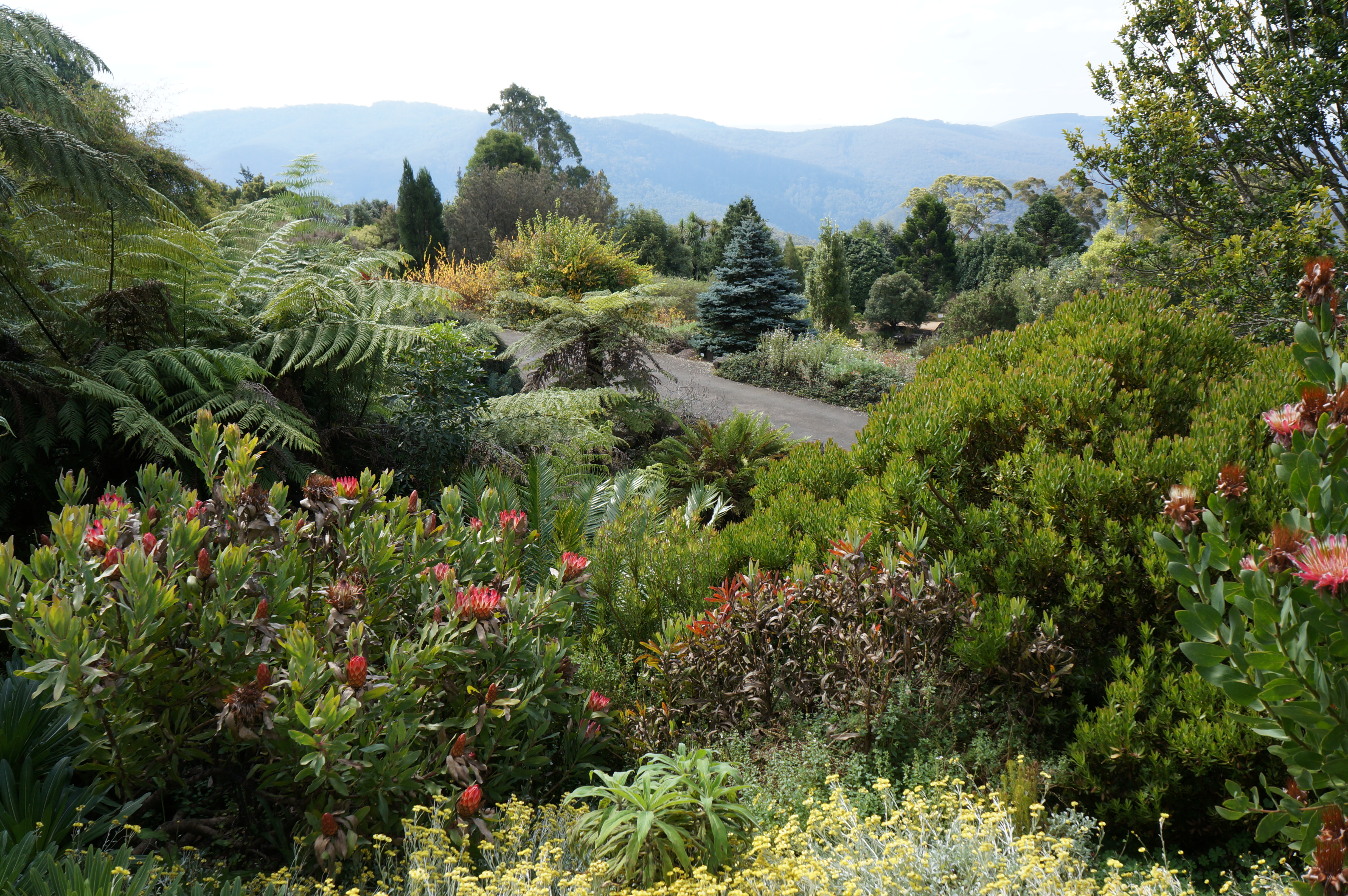 File:Mt Tomah Botanical Gardens - Garden 5 Proteaceae.JPG - Wikipedia .