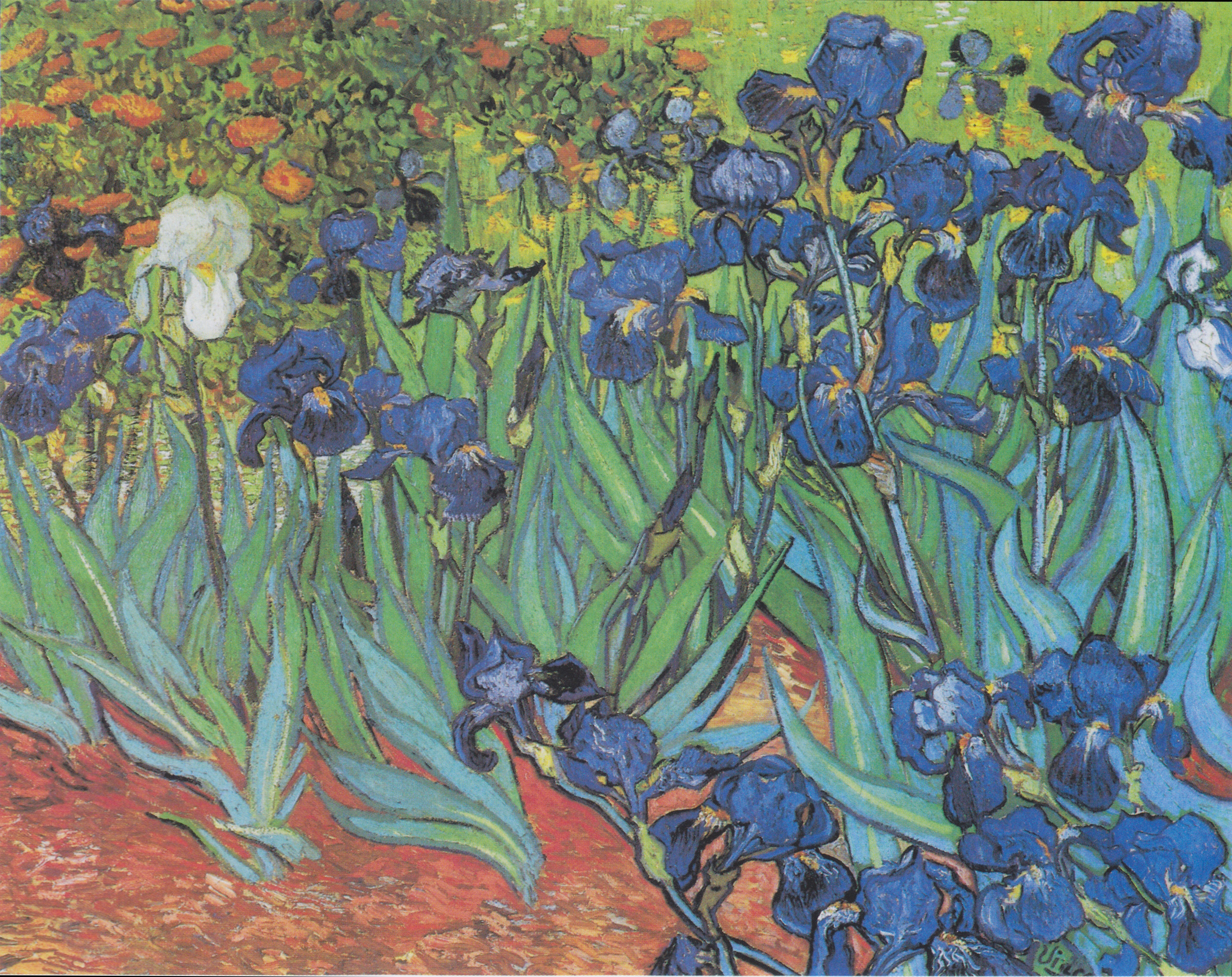 van gogh irises