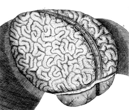 Brain surface by Raymond Vieussens, 1684